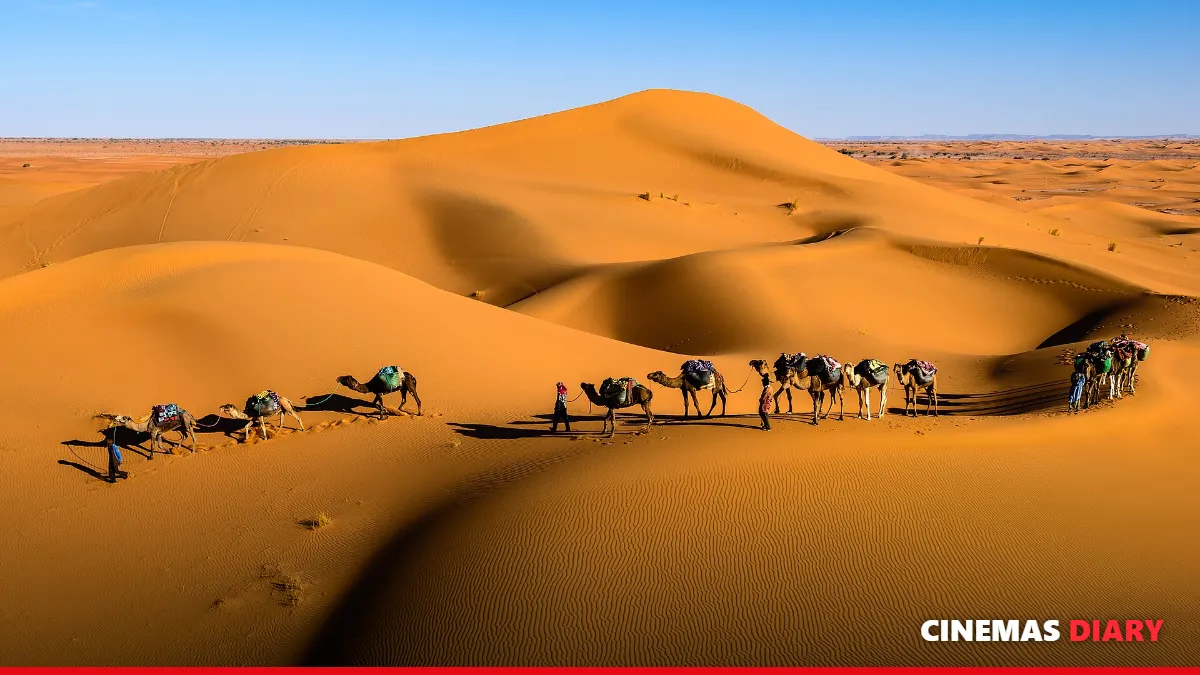 Camels in the desert, as seen in Aadujeevitham now on OTT