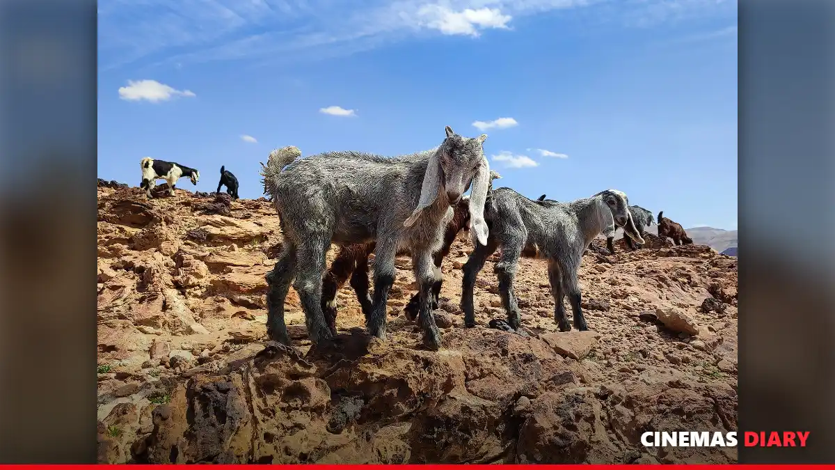 Desert and goats, the world of The Goat Life discussed in this Aadujeevitham review