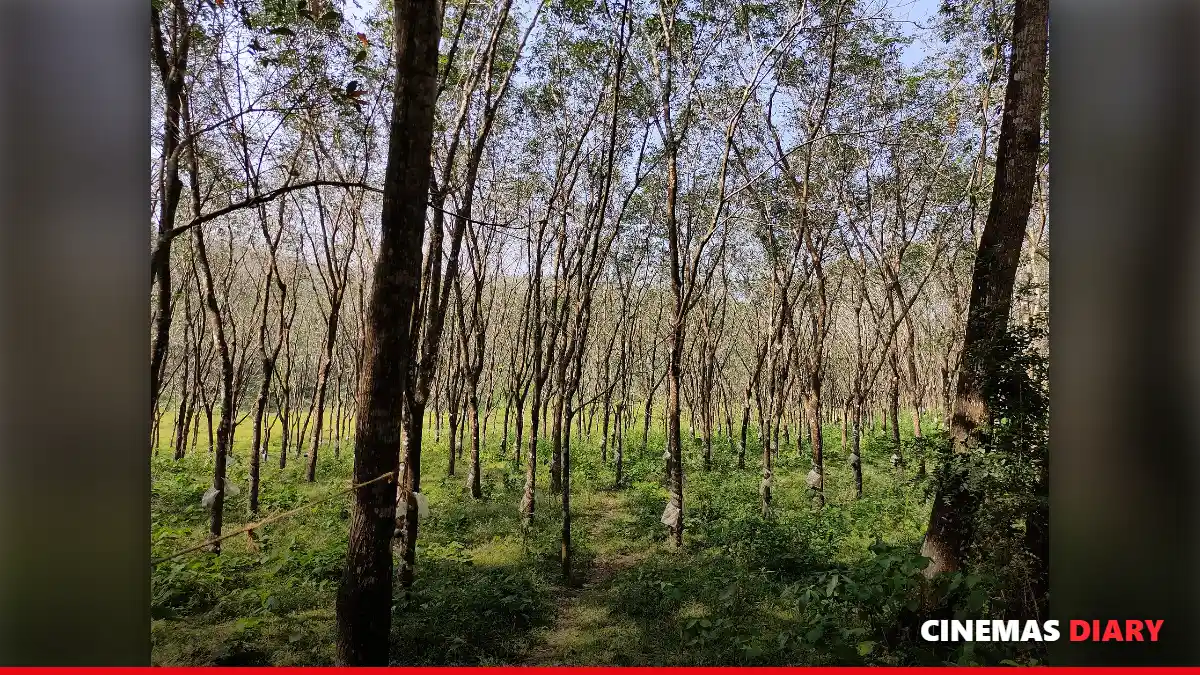 Kerala rubber plantation, the setting discussed in this Joji movie review