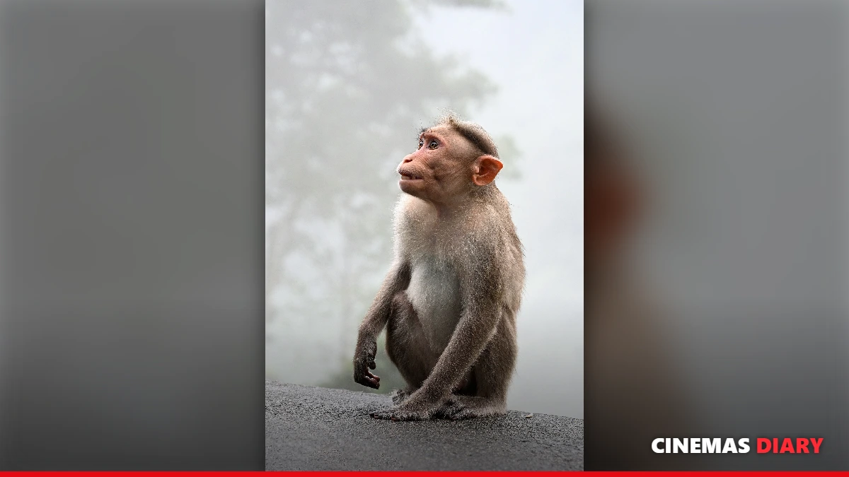Monkeys in a Kerala forest, a key element in this Kishkindha Kaandam review